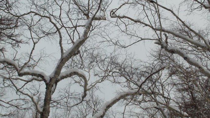 曲径通幽处--长白山北坡的森林