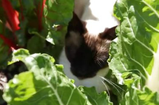 玩转阿斯本雪堆山 第7集 “农场到餐桌”晚餐