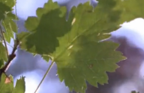 玩转阿斯本雪堆山 第8集 幽径漫跑