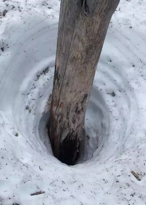 20%的滑雪死亡都源于树井，你知道怎么逃生么？
