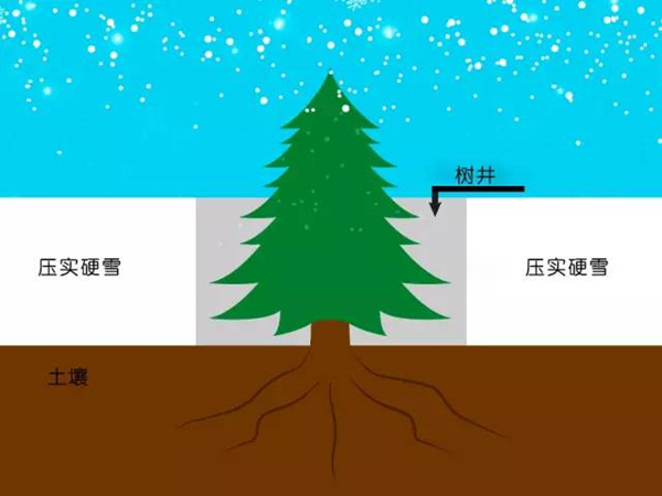 20%的滑雪死亡都源于树井,你知道怎么逃生么?